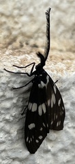 Eterusia aedea