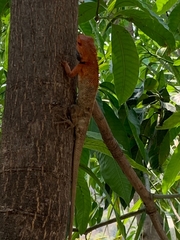 Calotes versicolor
