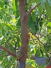 Calotes versicolor