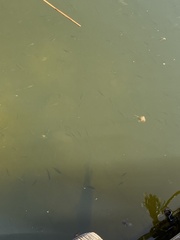 Scardinius erythrophthalmus