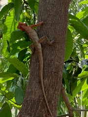 Calotes versicolor