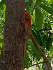 Calotes versicolor
