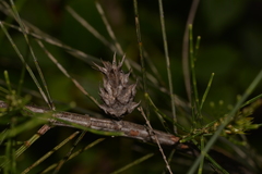 Cylindrococcus spiniferus