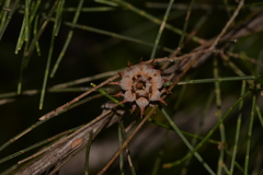 Cylindrococcus spiniferus