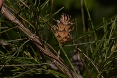 Cylindrococcus spiniferus