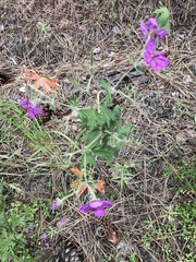 Geranium viscosissimum