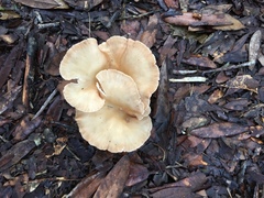 Bondarzewia berkeleyi