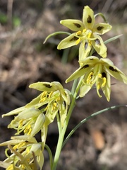 Fritillaria viridea