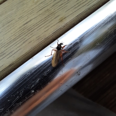 Bibio pomonae
