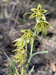 Fritillaria viridea