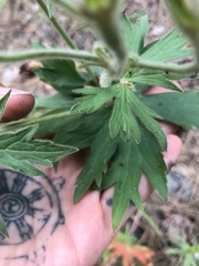 Geranium viscosissimum