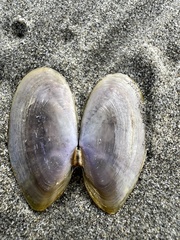 Hiatula nitida