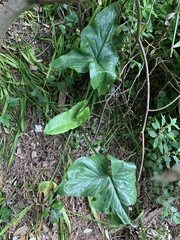 Arum italicum