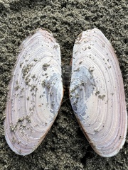 Hiatula nitida