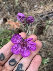 Geranium viscosissimum
