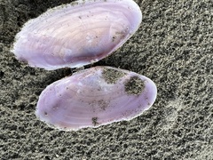 Hiatula nitida