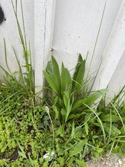 Plantago lanceolata