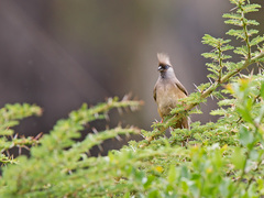 Colius striatus leucotis