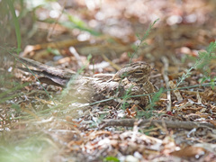 Caprimulgus clarus