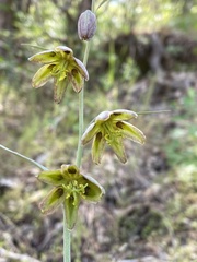 Fritillaria viridea