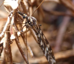 Ischnotoma