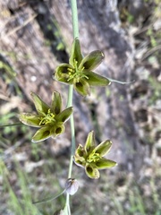 Fritillaria viridea