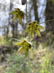 Fritillaria viridea
