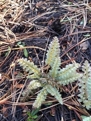 Pedicularis semibarbata charlestonensis