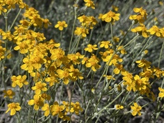Eriophyllum jepsonii