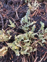 Pedicularis semibarbata charlestonensis