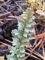Pedicularis semibarbata charlestonensis