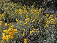 Eriophyllum jepsonii
