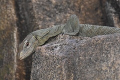 Biak Emerald Monitor photo 2