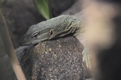 Biak Emerald Monitor photo 1