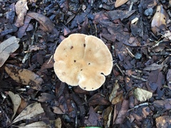Bondarzewia berkeleyi