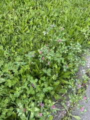 Trifolium pratense