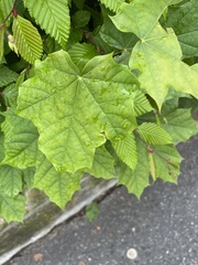 Acer platanoides