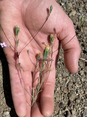 Rigiopappus leptocladus