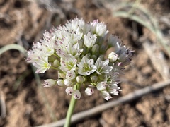 Allium howellii clokeyi