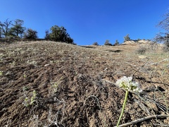 Allium howellii clokeyi