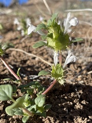 Acanthomintha obovata cordata