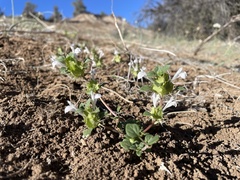 Acanthomintha obovata cordata
