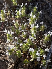 Acanthomintha obovata cordata