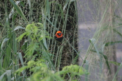 Euplectes hordeaceus