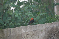 Euplectes hordeaceus