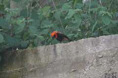 Euplectes hordeaceus