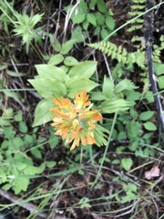 Castilleja hispida hispida