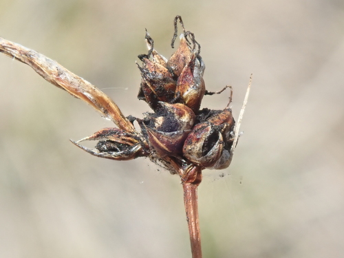 Image of Carex sabulosa by (c) F Quiec, some rights reserved (CC BY-SA)