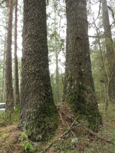 Abies hickelii (Abies hickelii)