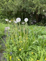 Taraxacum